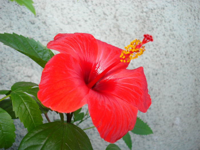 August 2012 - Hibiscus