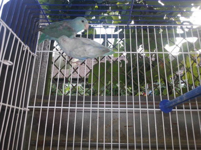 20120814_190255 - Micul Celest - Papagalul Vrabie