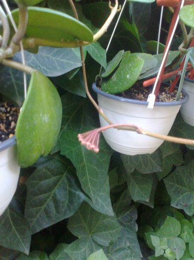 peduncul obovata - 0 colectie hoya 2013