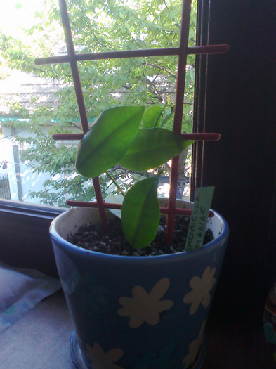 clemensiella mariae - 0 colectie hoya 2013