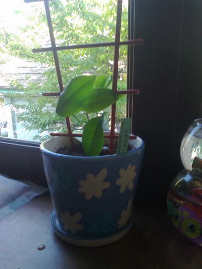 Fotografie1440 - 0 colectie hoya 2013