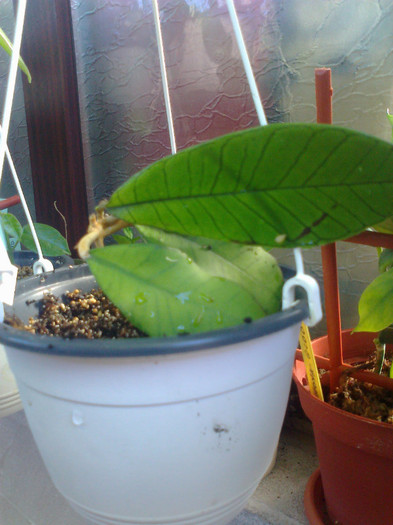 sp borneo gunung gading - 0 colectie hoya 2013