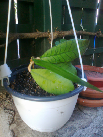 Fotografie1436 - 0 colectie hoya 2013