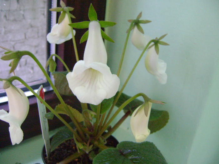 s.eumorpha (specie) - Sinningia