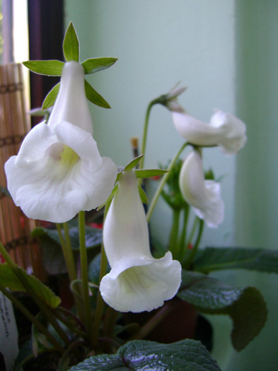 eumorpha - Sinningia