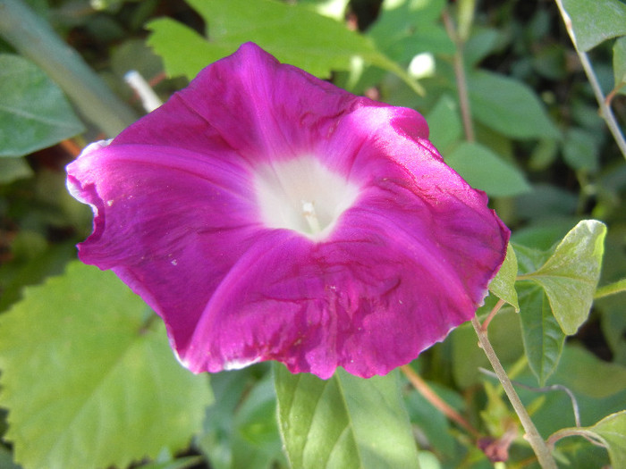 Picotee Morning Glory (2012, Aug.16)