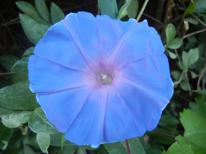 Picotee Morning Glory (2012, Aug.16)