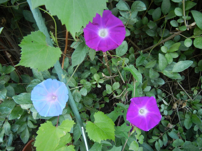 Picotee Morning Glory (2012, Aug.16) - Picotee Morning Glory