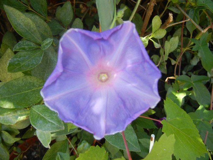 Picotee Morning Glory (2012, Aug.16)