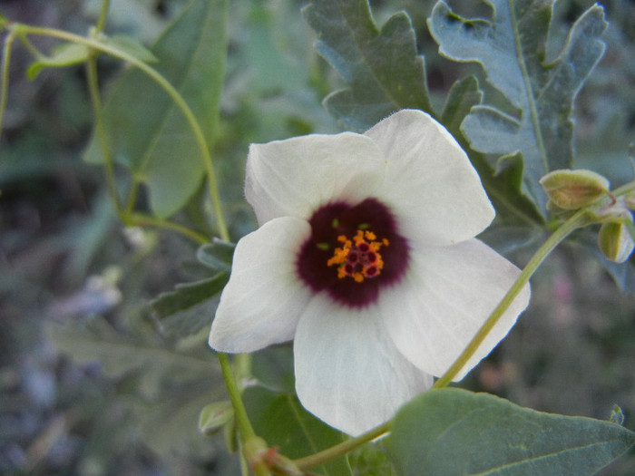 Hibiscus trionum (2012, Aug.16) - Hibiscus trionum