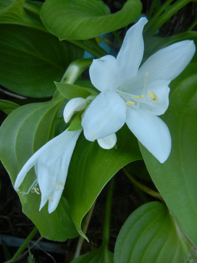 Hosta_Plantain Lily (2012, August 15)
