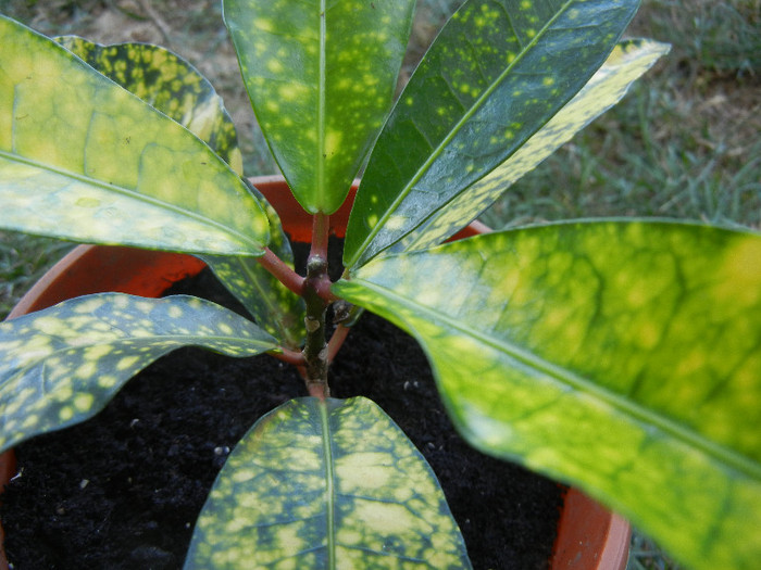 Croton Golden Sun (2012, August 16) - Codiaeum Golden Sun