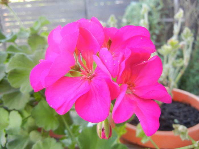 Bright Odette Geranium (2012, Aug.16)