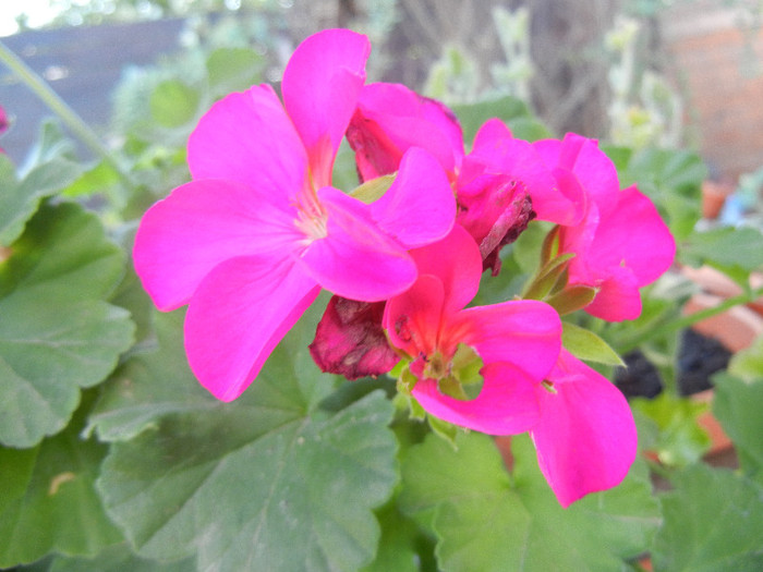 Bright Odette Geranium (2012, Aug.16) - Geranium Bright Odette