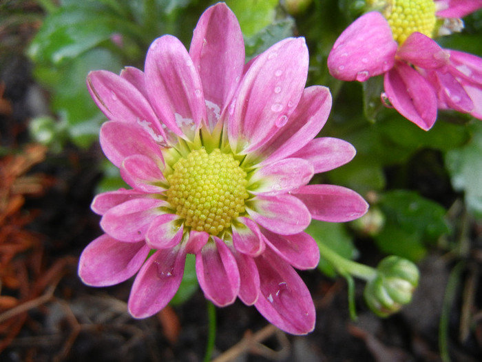 Pink & Yellow Chrysanths (2012, Aug.11) - Pink Yellow Chrysanthemum