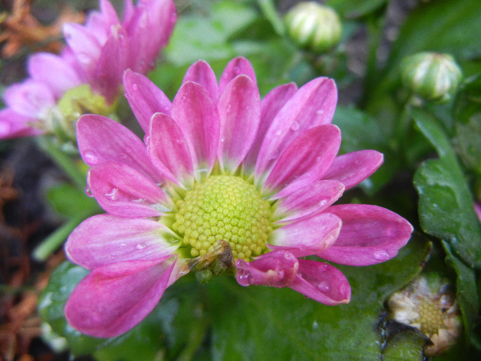 Pink & Yellow Chrysanths (2012, Aug.11) - Pink Yellow Chrysanthemum