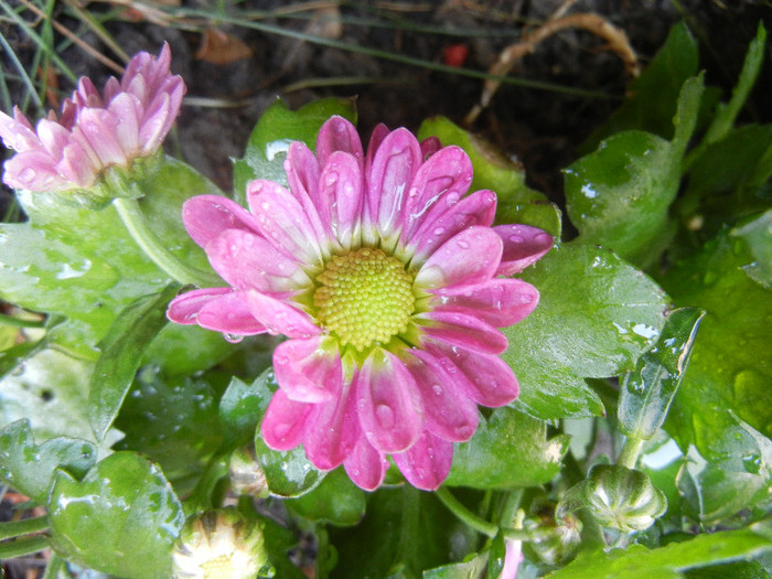 Pink & Yellow Chrysanths (2012, Aug.11) - Pink Yellow Chrysanthemum