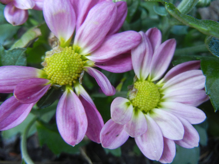 Pink & Yellow Chrysanths (2012, Aug.15)