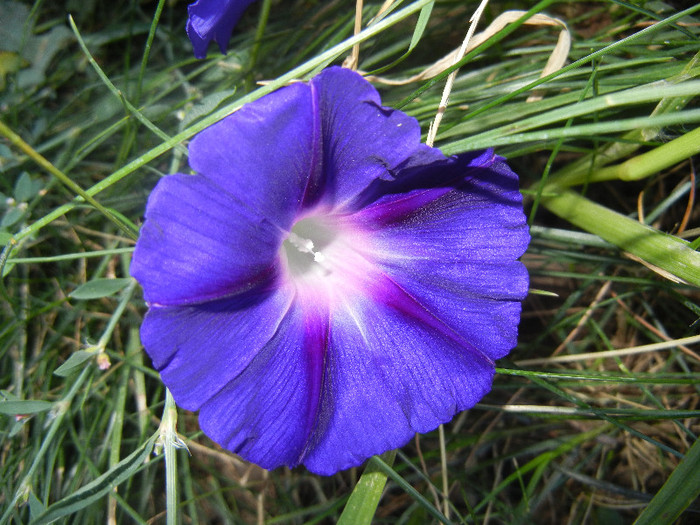 Morning Glory_Ipomoea (2012, Aug.16) - ZORELE Ipomoea