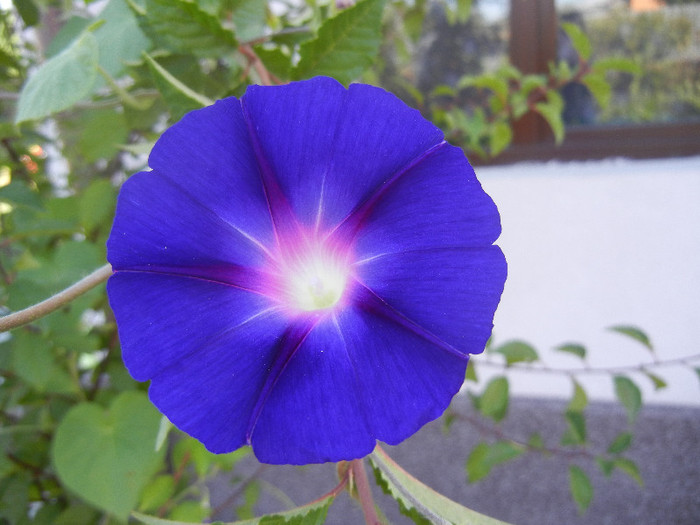 Morning Glory_Ipomoea (2012, Aug.16) - ZORELE Ipomoea