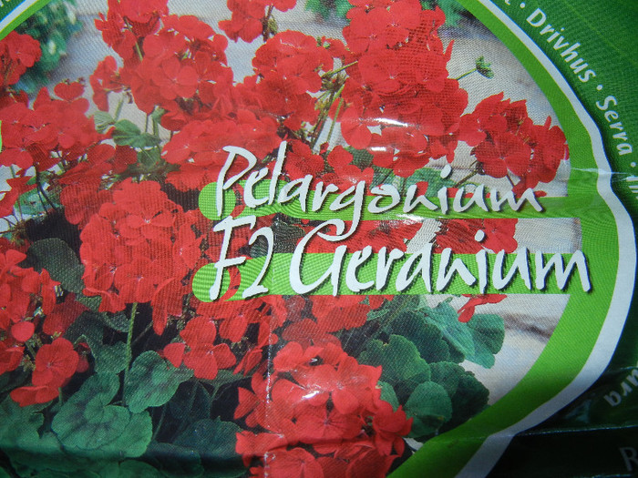 Red geranium F2 - Zonal geranium Red