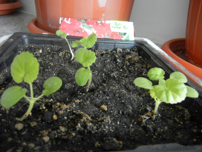 Red geranium, 13aug2012