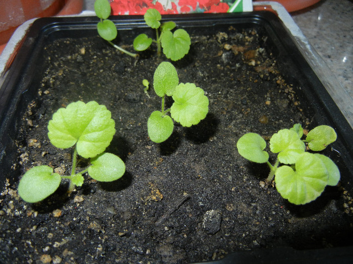 Red geranium, 16aug2012