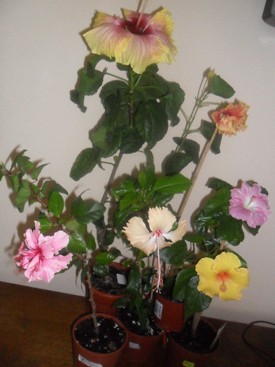 Hibiscus grup