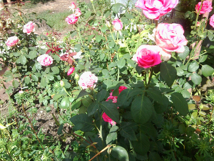 FLORI - FLORILE MELE