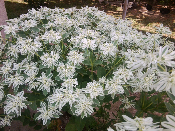 FLORI - FLORILE MELE