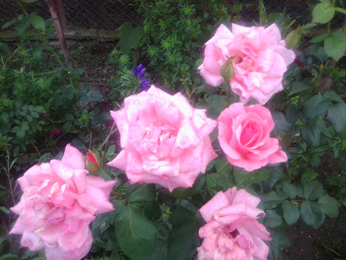 FLORI - FLORILE MELE