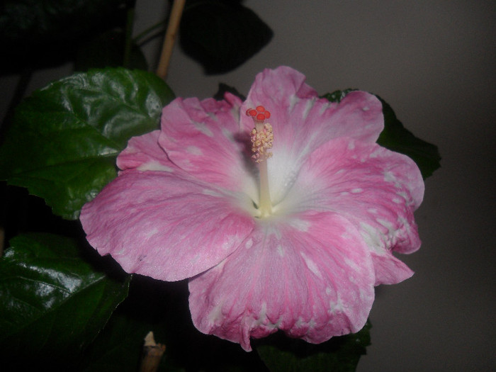 Hibiscus Pay Dirt