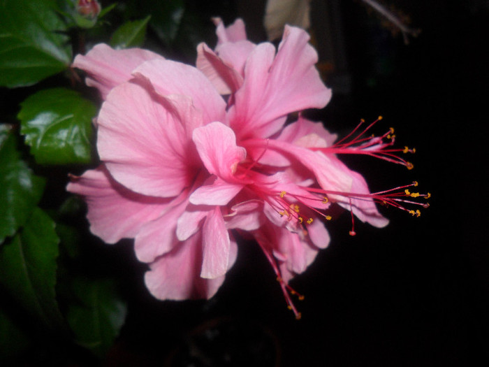 Hibiscus Zaragoza ( ? )