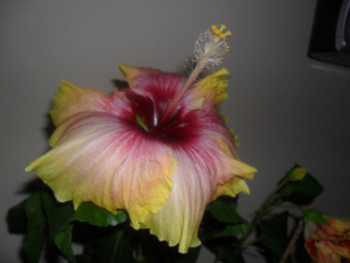 Hibiscus Tahitian Quinn
