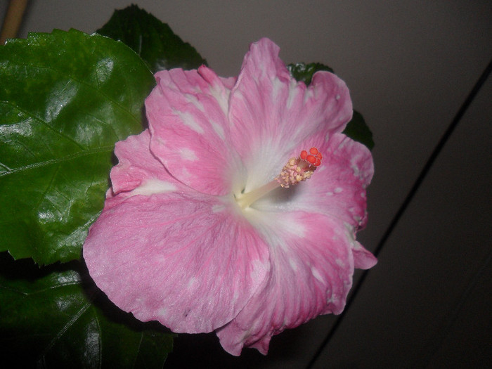 Hibiscus Pay Dirt