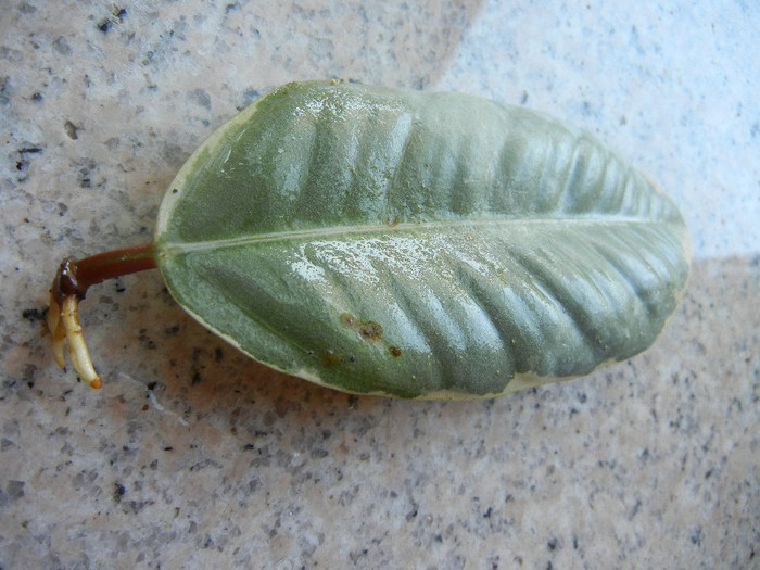 Ficus Tineke, frunza 01, 16aug2012