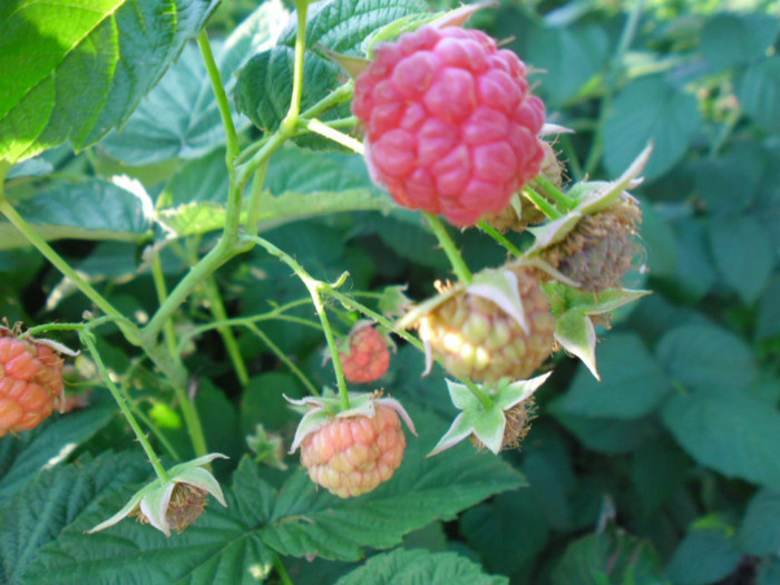 SAM_0492 - 0000 CONTACTE