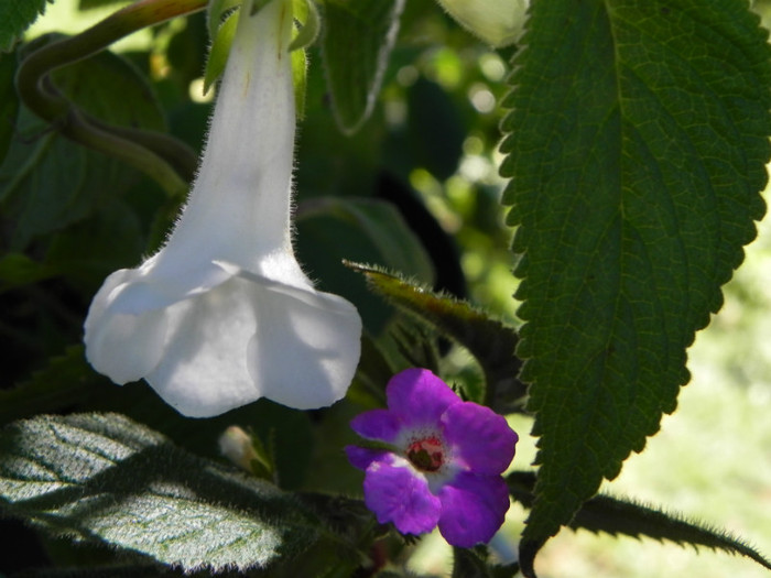 Achimenes Dulcis & Achicodonia Dark Star - Achimenes
