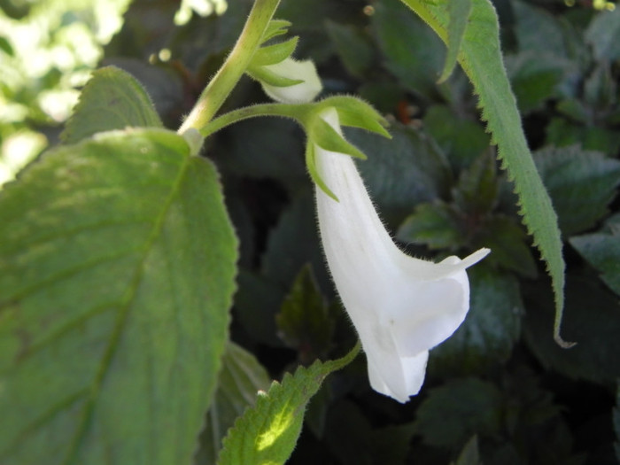  - Achimenes