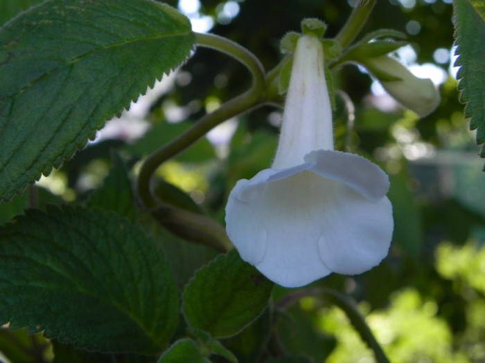  - Achimenes