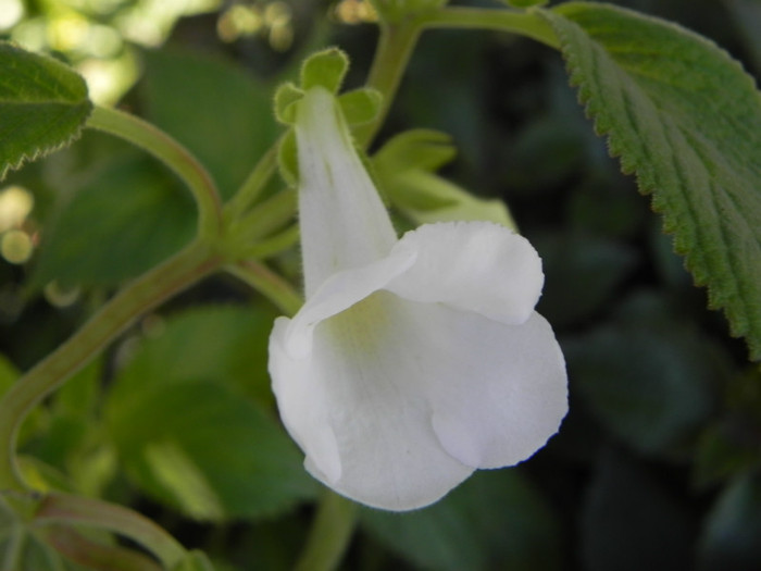  - Achimenes