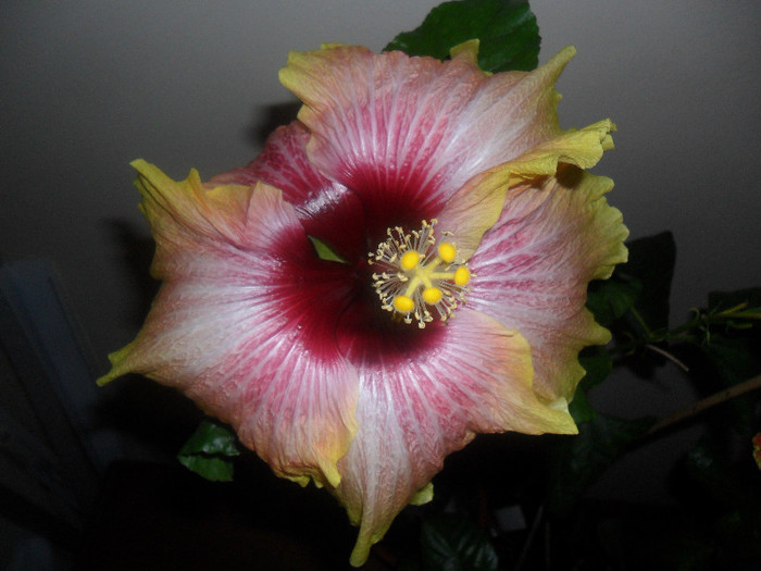 Hibiscus Tahitian Quinn