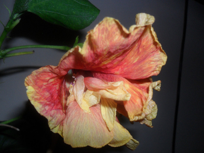 Hibiscus Dancing Fire