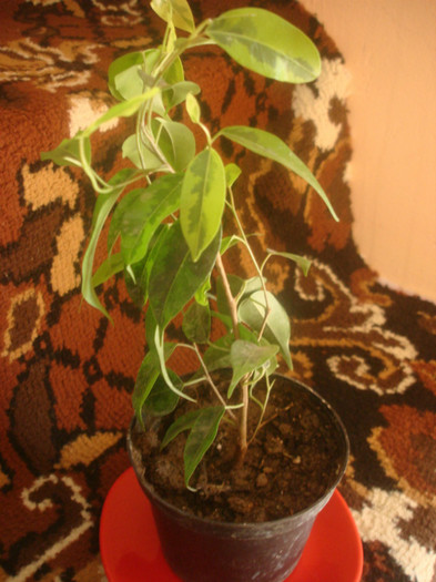 DSC06881; ficus benjamin
