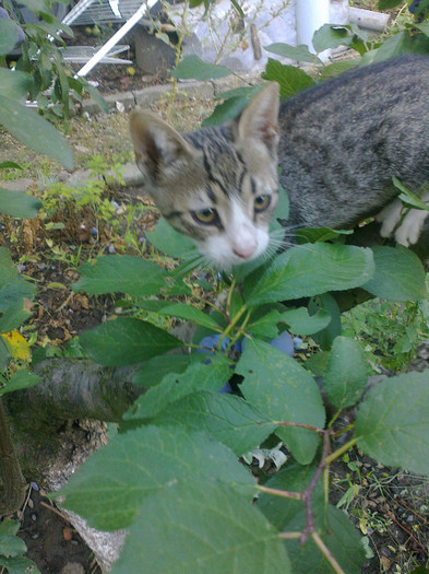 2felix tot in prun - Animalute la Amara