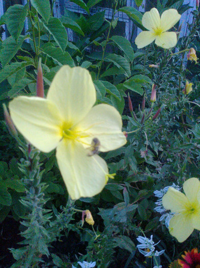 2oenothera este plina de albine la ora 20.30