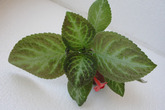  - B-Episcia