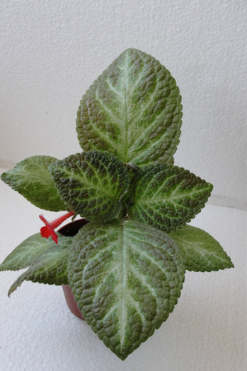 Faded Jade - B-Episcia