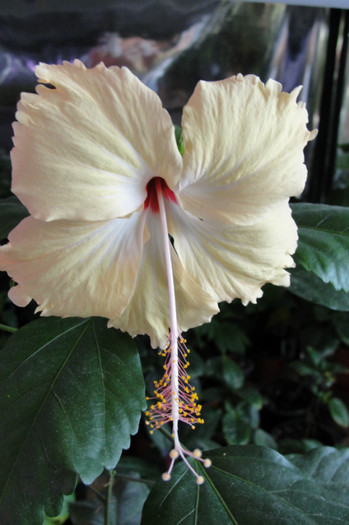 Hibiscus Fort de France - B-hibiscus-2012 3