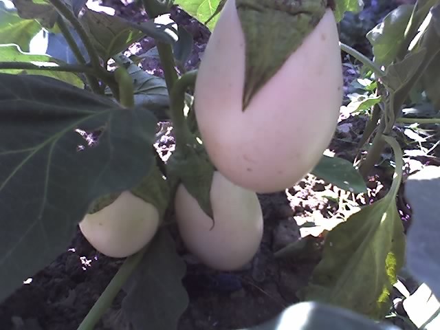 13-08-12_1125 - Vanata alba_Eggplant White